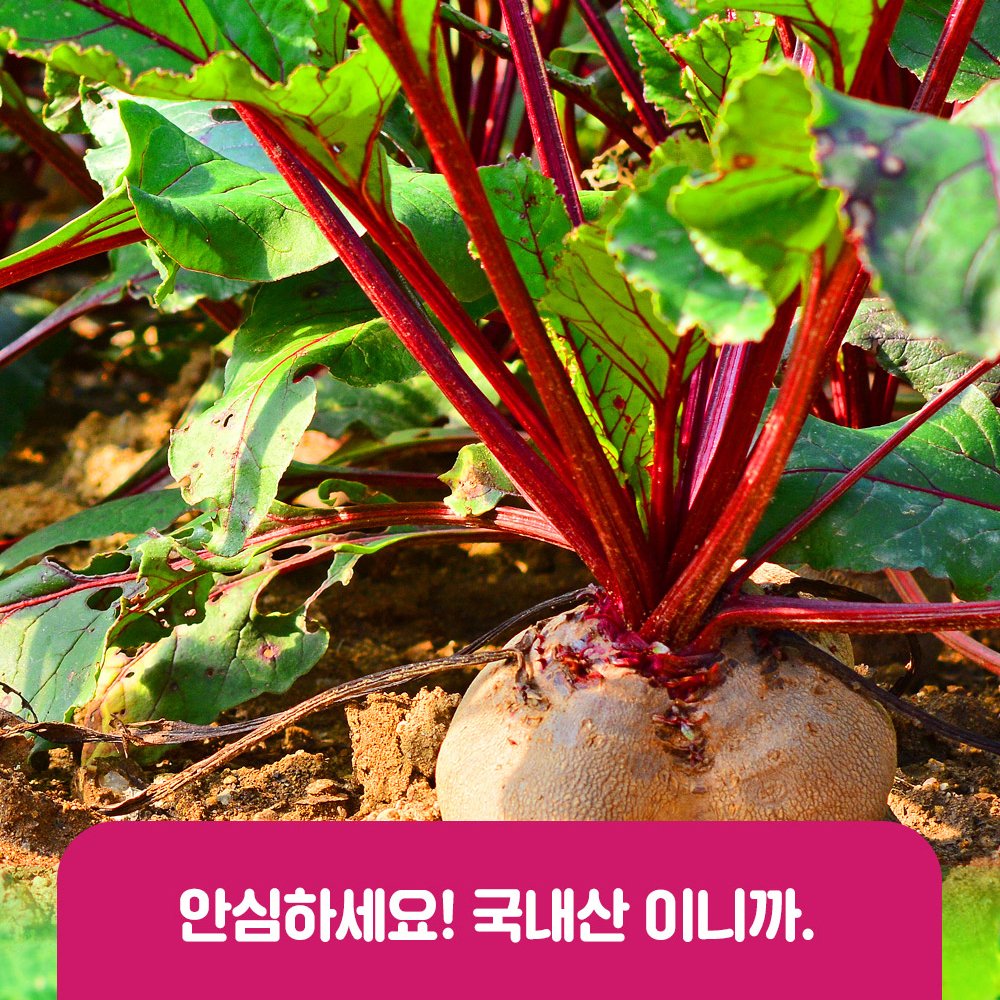 물없이 통째로 갈아만든 착즙 비트즙 100ml 30포 진액 엑기스 상세 이미지 2